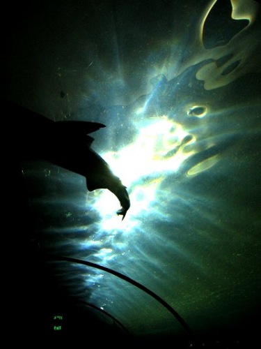 Aquarium! - Shark 2 - February 2003