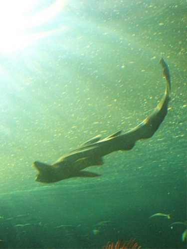 Aquarium! - Shark 3 - February 2003