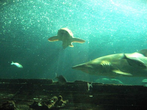 Aquarium! - Shark 4 - February 2003