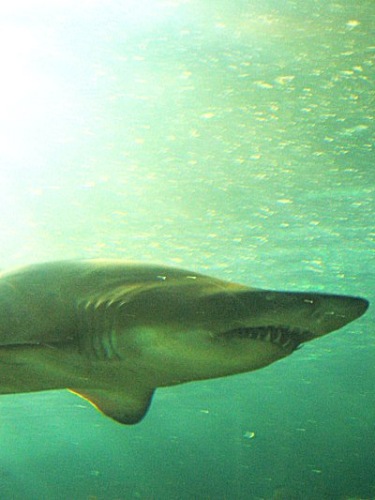Aquarium! - Shark 5 - February 2003