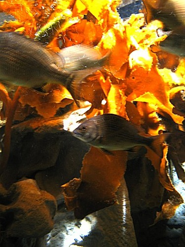 Aquarium! - Fishies 1 - February 2003