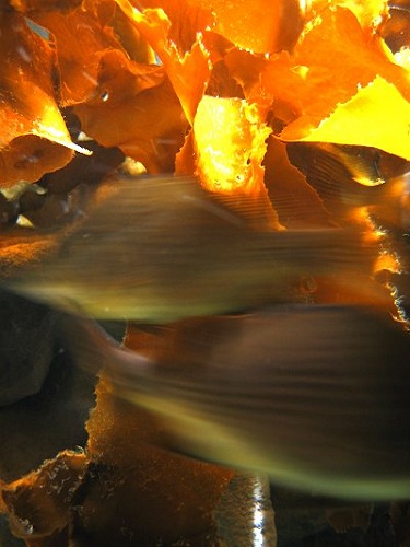 Aquarium! - Fishies 2 - February 2003
