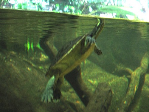 Aquarium! - Toitey 2 - February 2003
