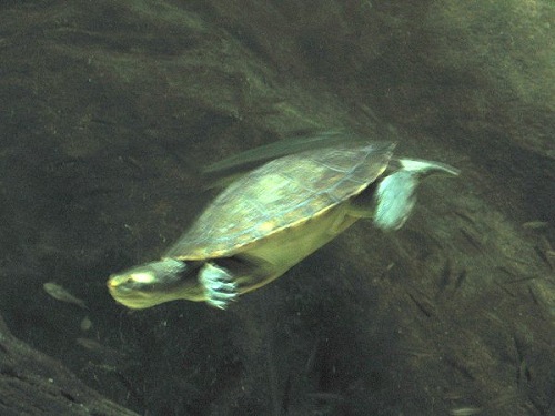 Aquarium! - Toitey 3 - February 2003