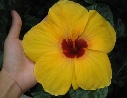 fleur