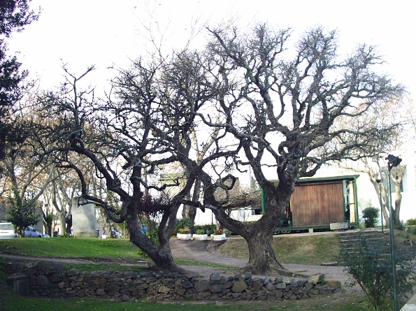 Arboles de Colonia I