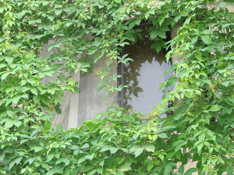 نافذتي الخضراء - My Green Window