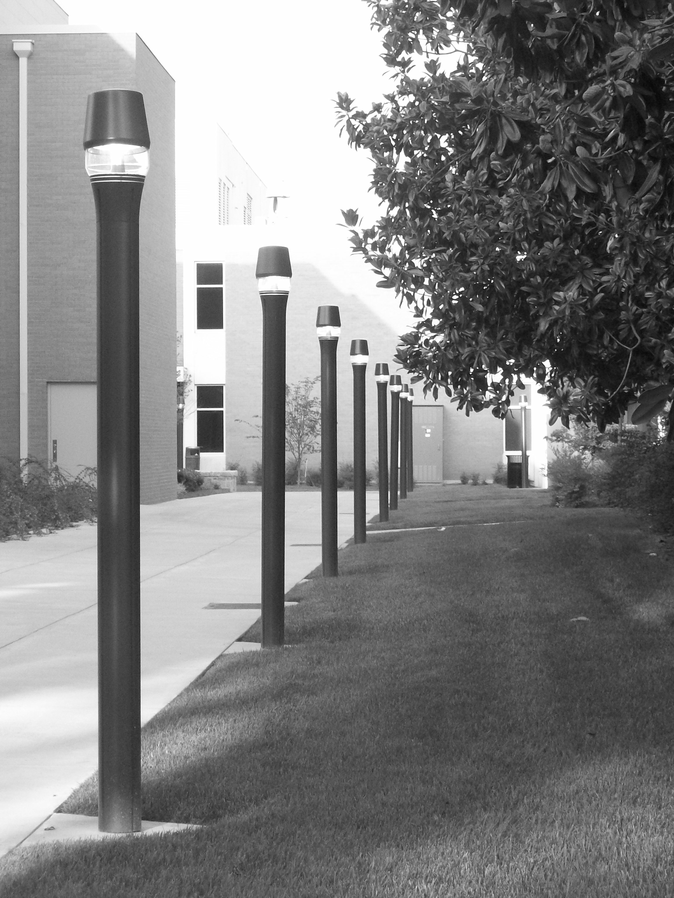 lamptrees