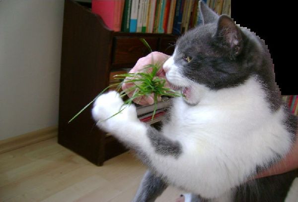 Muri eating grass