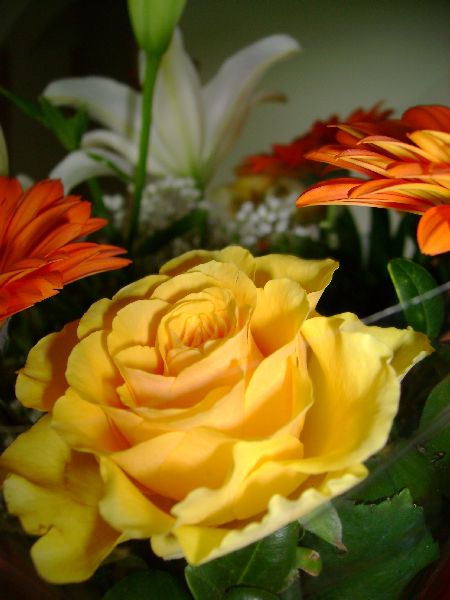 A yellow rose 1.