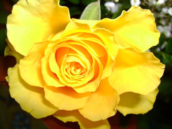 A Yellow Rose