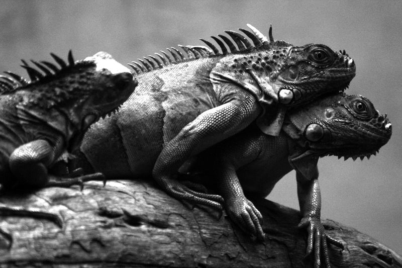Iguana