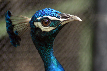 Indian Peacock - Male