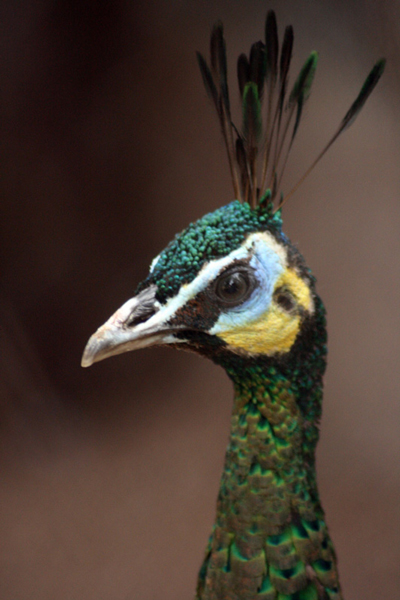 Indian Peacock - Female