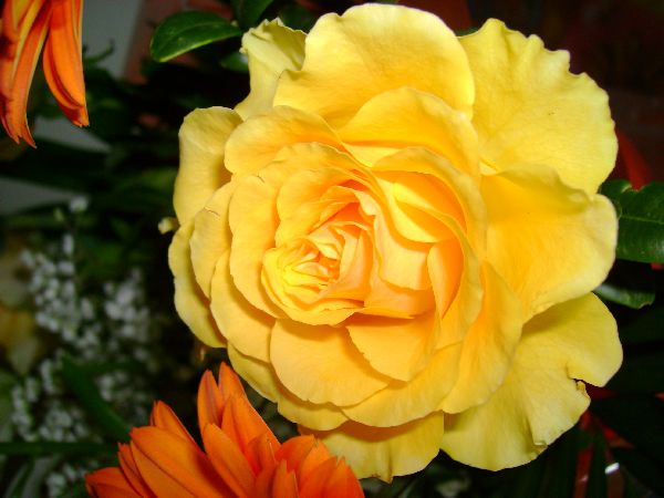 Yellow Rose 3.