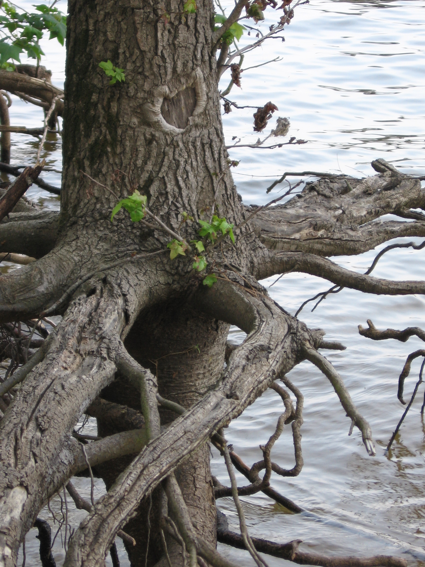 tree