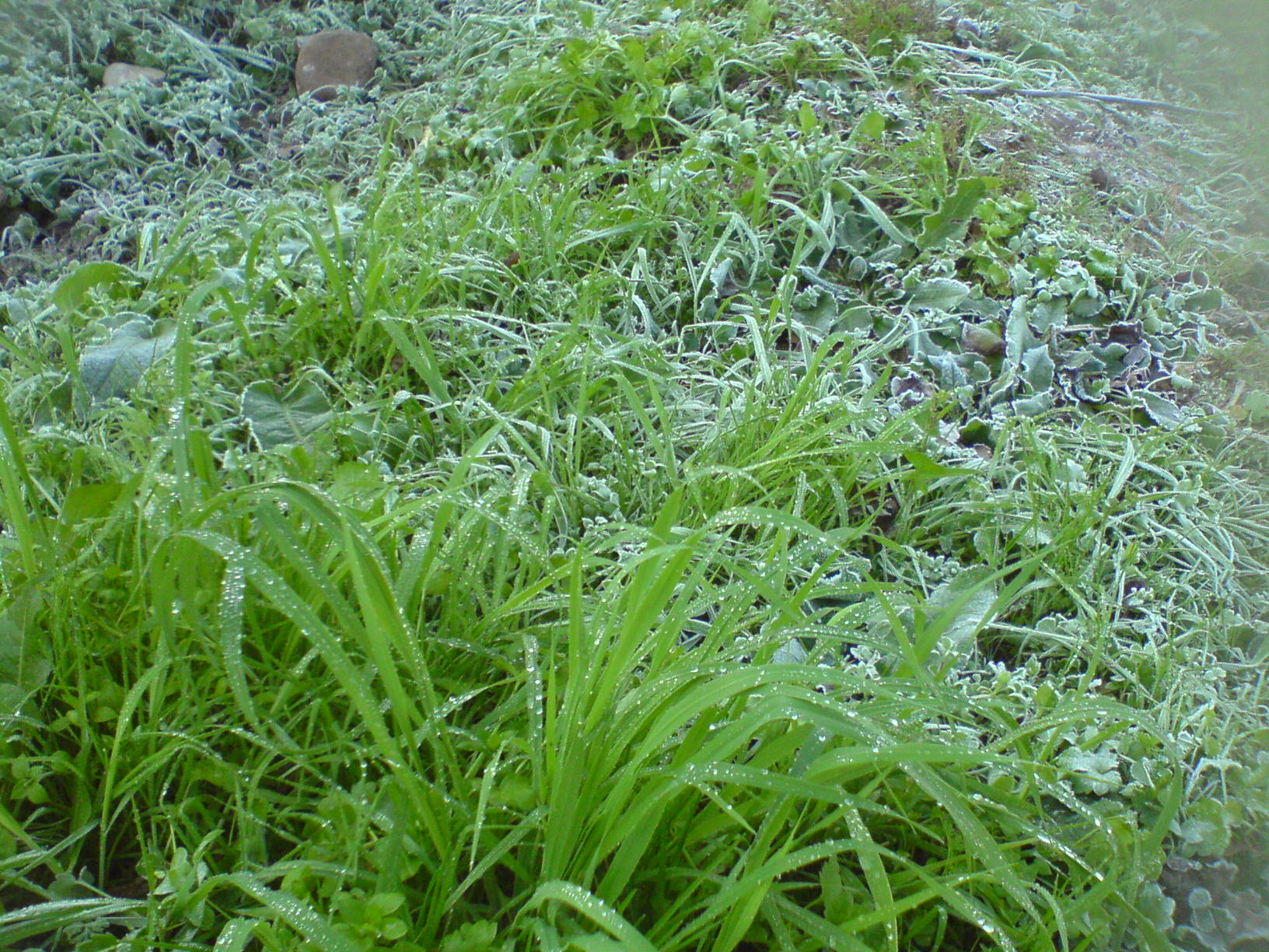 khuiratta