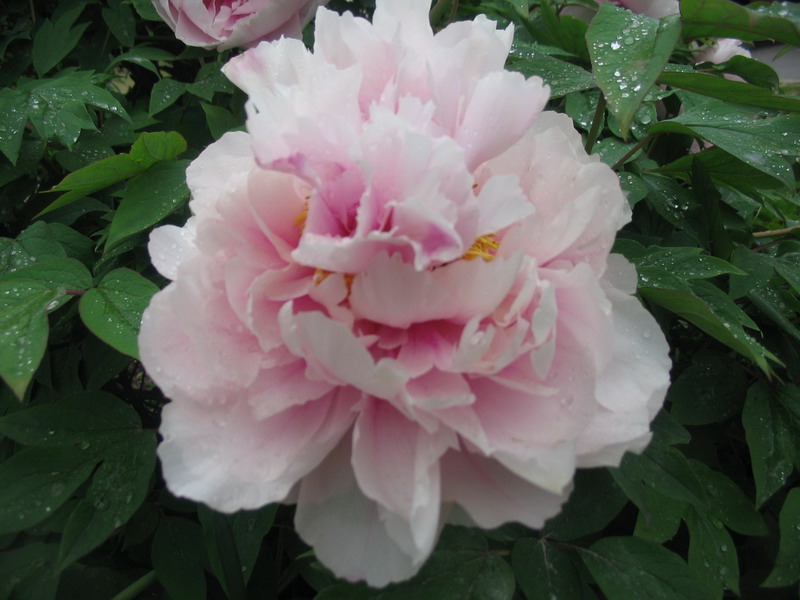 Pink flower