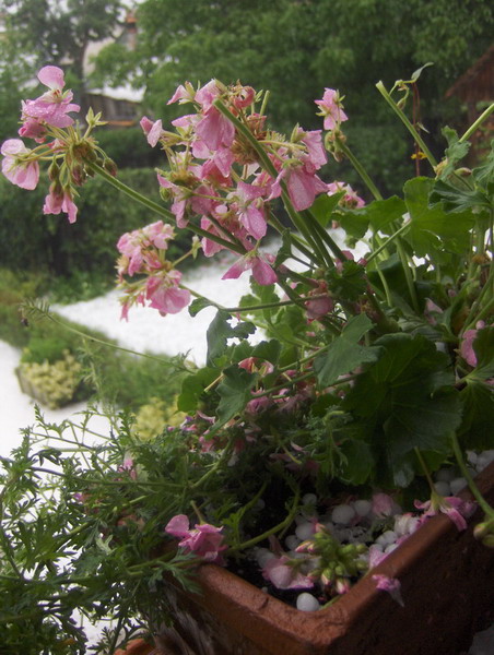 Flowers in hail