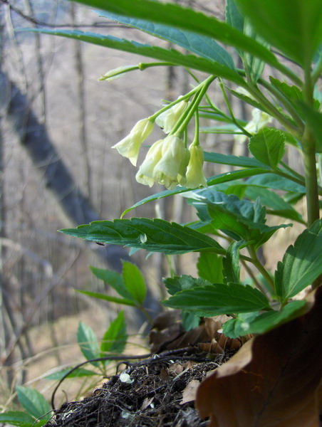 Flower at St. Primoz