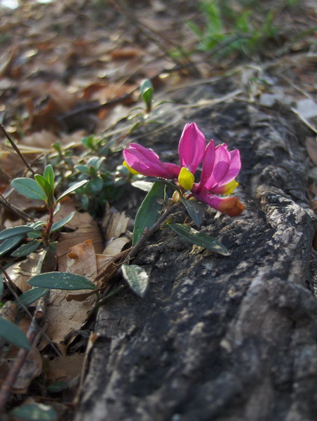 Flower from St. Primoz