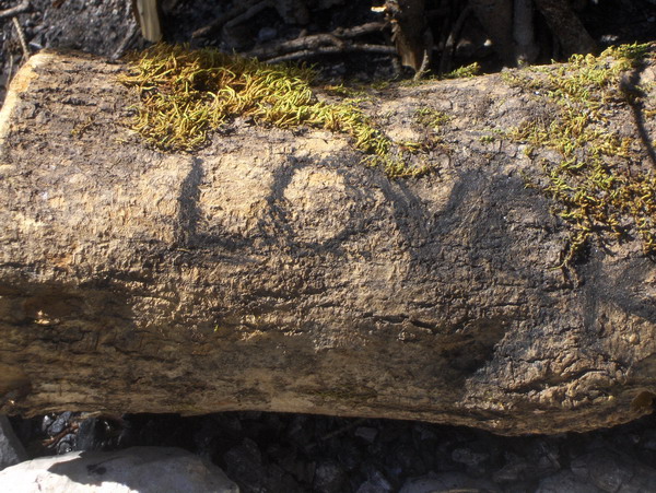 Love log