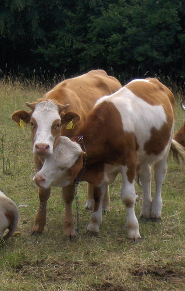 Cow love
