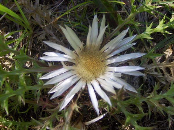 Carline Thistle