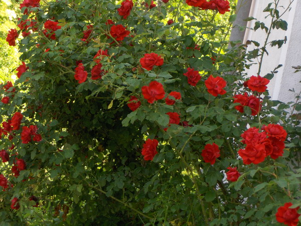 Roses