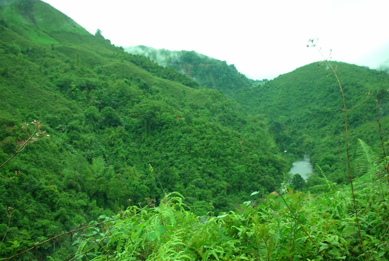 The Forest of Aruranchal Pradesh
