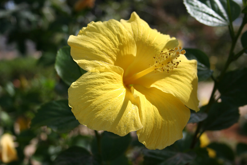 Debbieh Flower