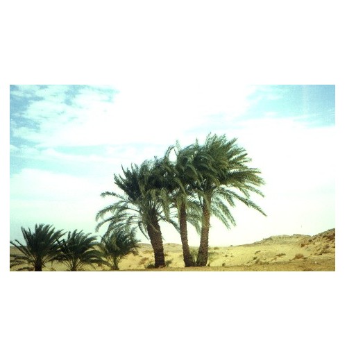 Nature in Egypt