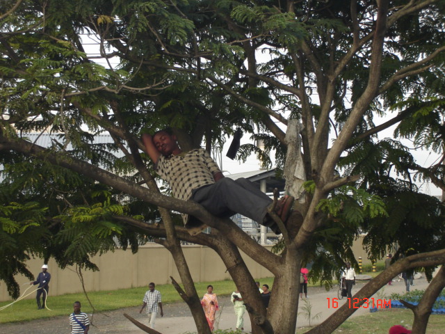 The Balancing Act: Sleeping on a tree