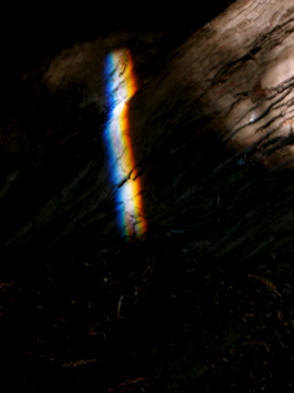 The Rainbow and the Tree