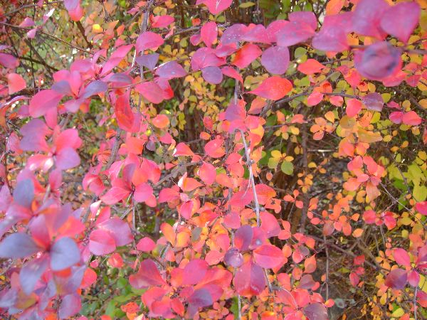 The colours of autumn