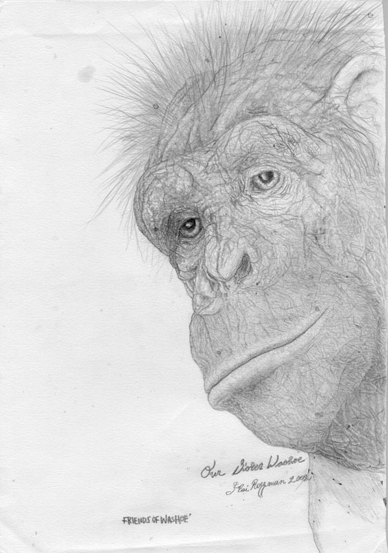 Chimp Personhood