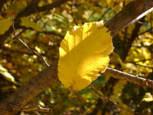 Leaf falling from a hazelnut bush