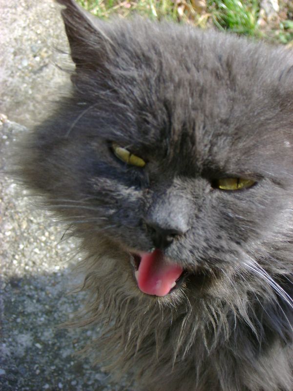 Miaow