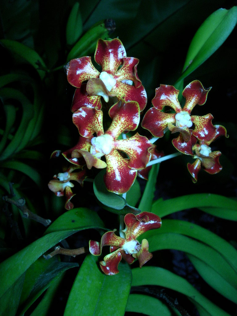 Orchid, Red
