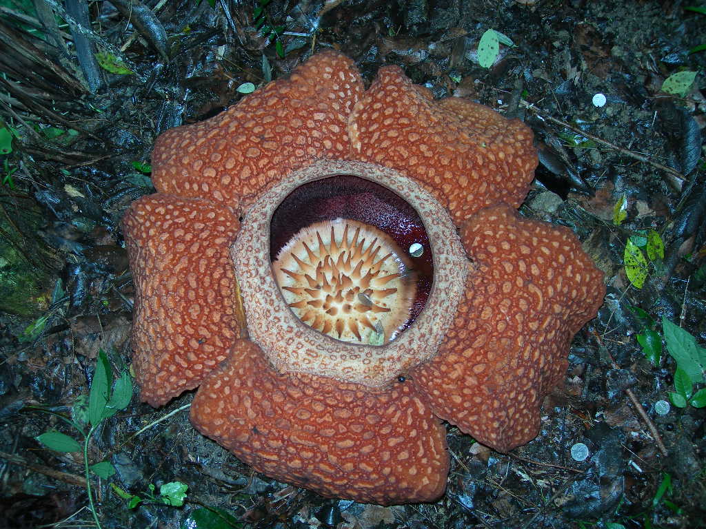 The Biggest Flower in the World