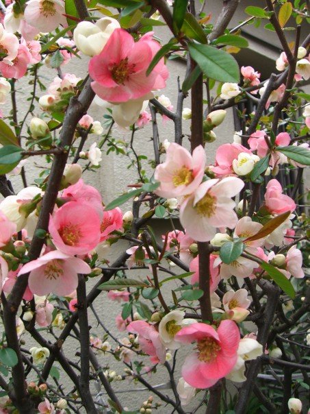 Full Bloom, Cherry blossoms 2007