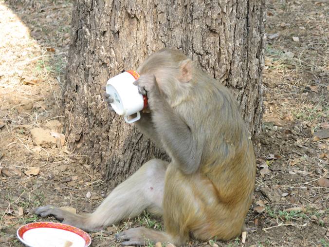 Tea Break