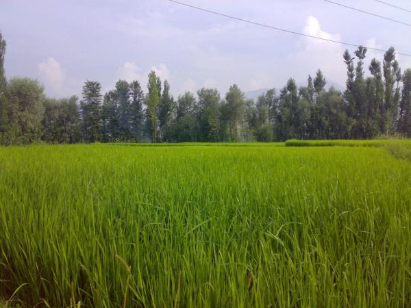 Lush Green!!