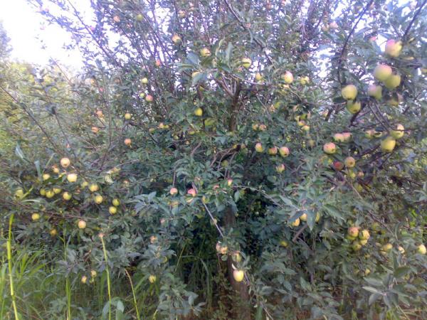 Time to Ripe