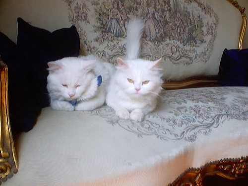 Cats