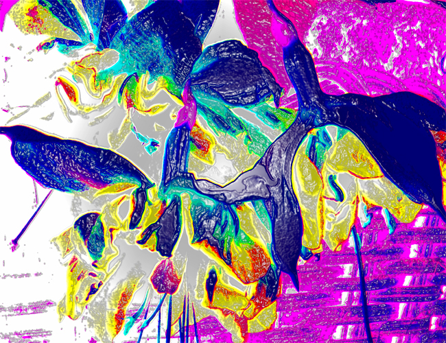 Fucshia Abstract One