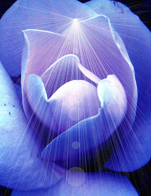 Magnolia Flower Abstract