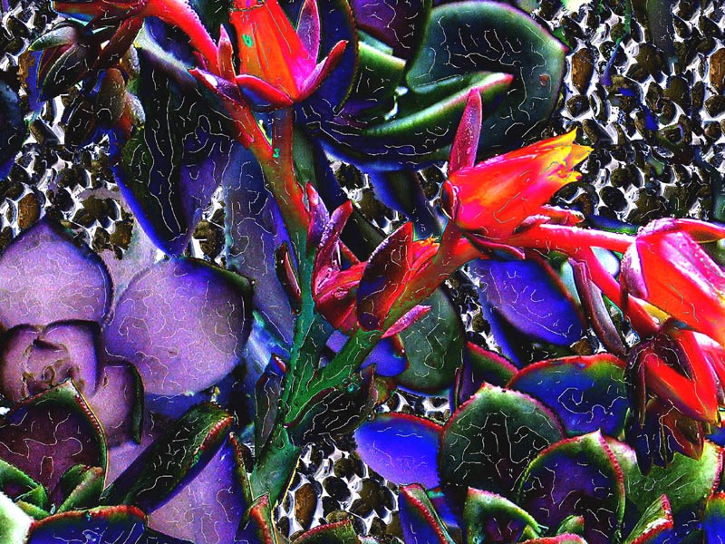 Cactus Abstract