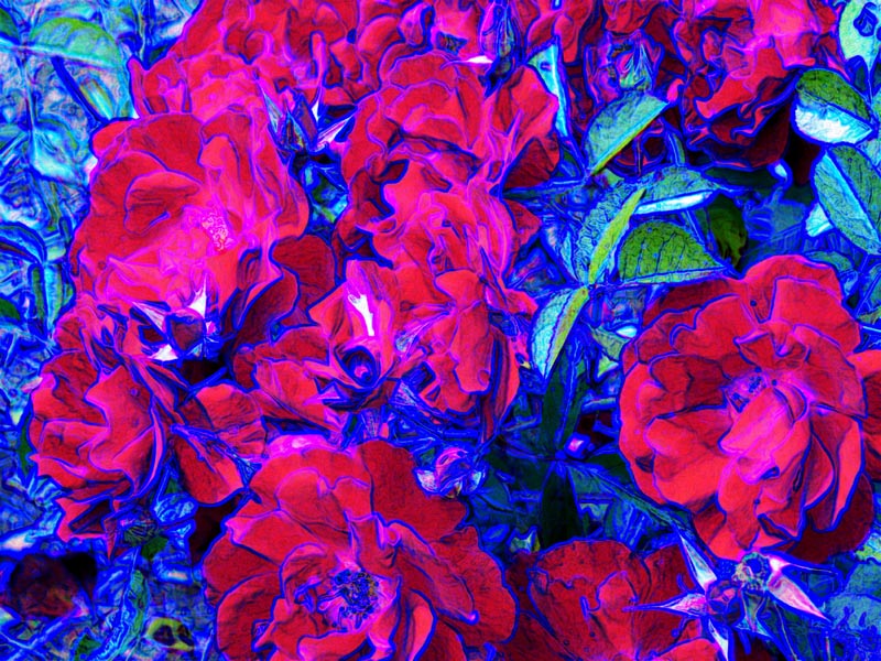 Red Rose One Abstract