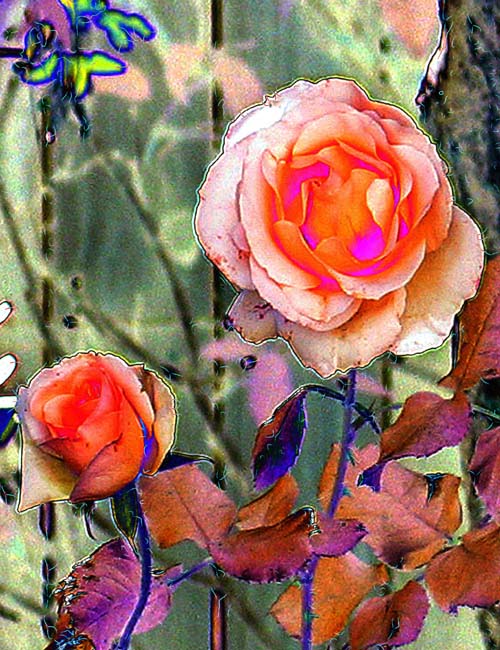 Rose Abstract